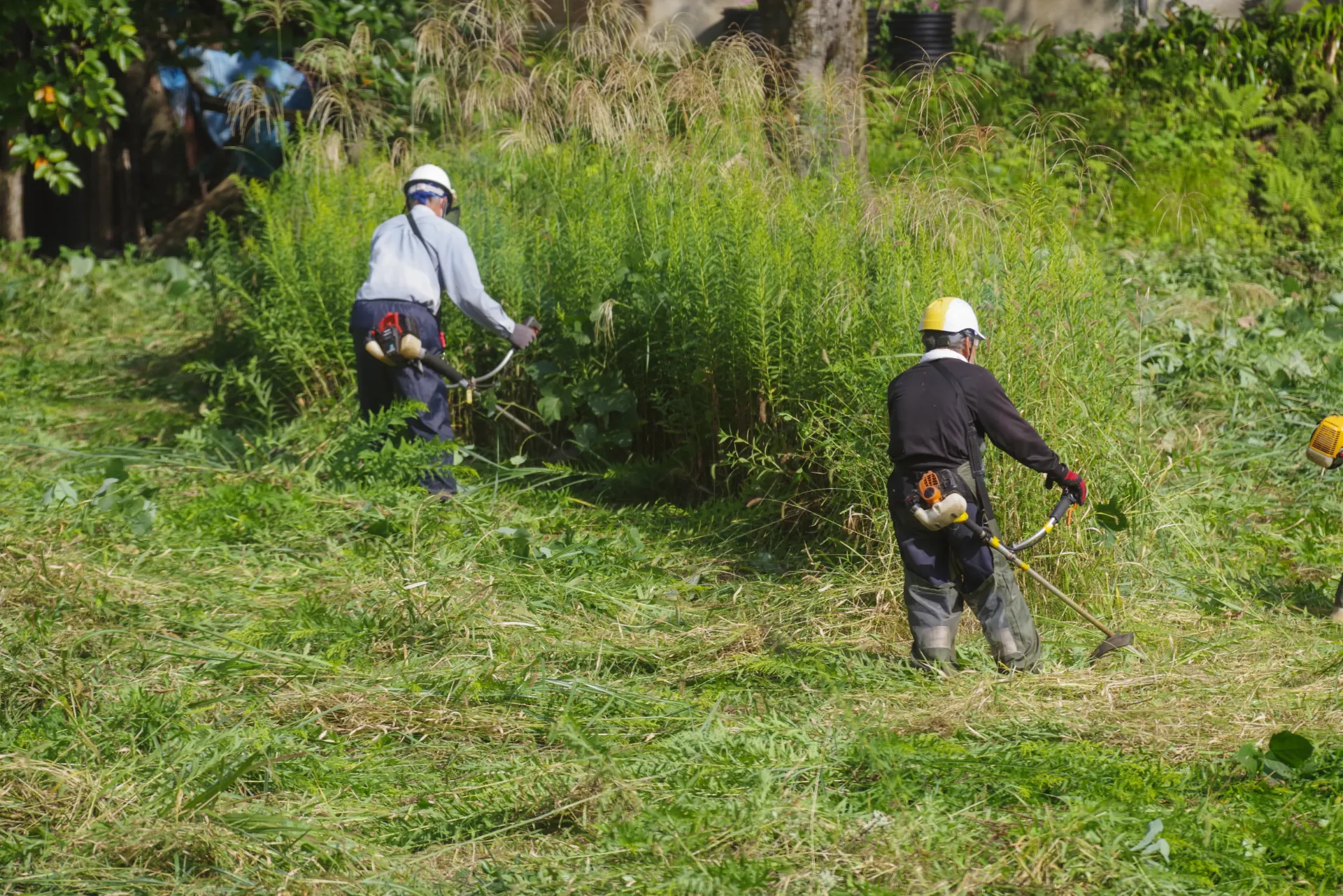 庭全体の草刈りと草引き（京都市 西京区）